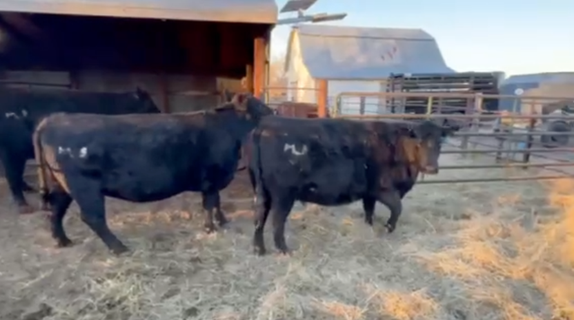 BIG 4 and 5 yr old’s, March & April calvers, Full Vaccination program!-BC114D6